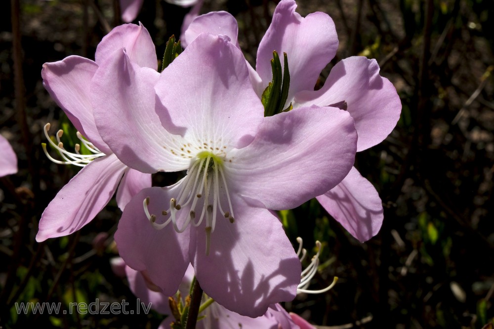 Royal Azalea Flowers