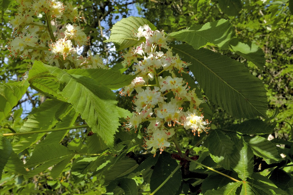 Horse-chestnut Flowers