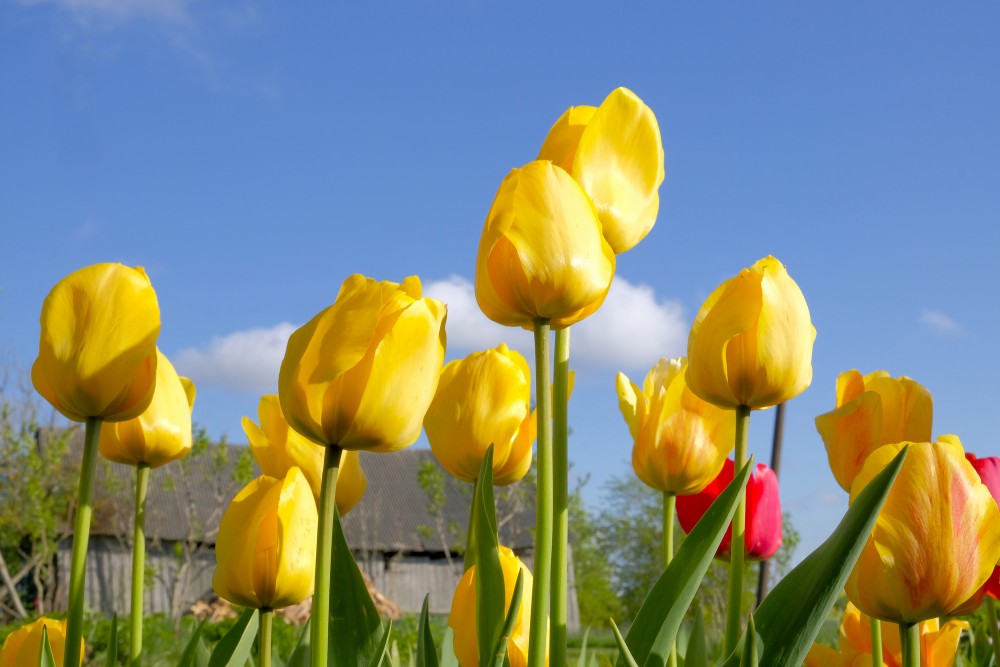 Yellow tulips