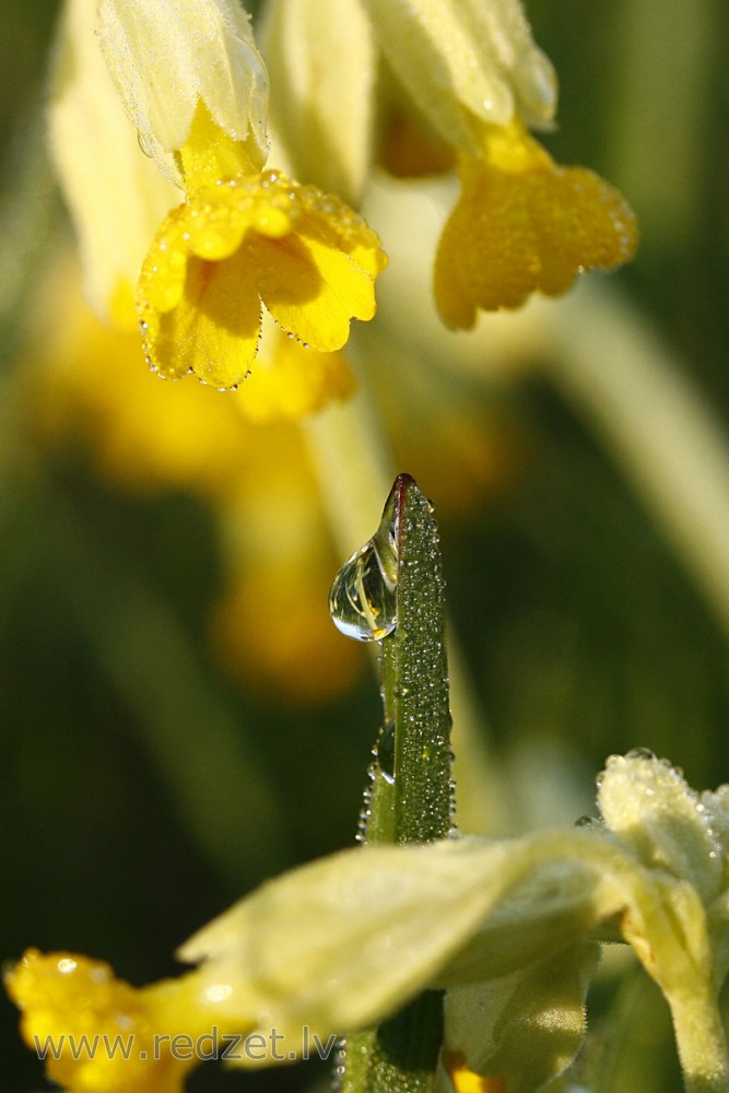 Close up of Primula veris
