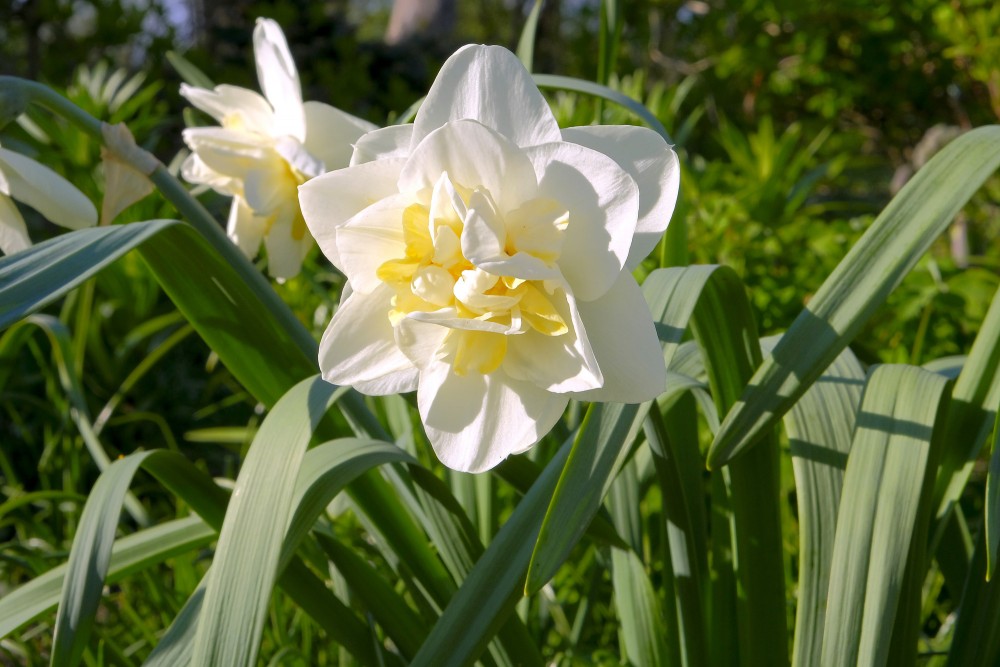 Daudzziedu pildītas narcises