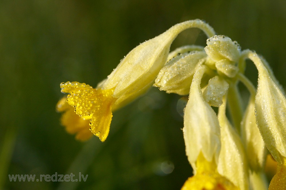 Dew Drops on a Common Cowslip