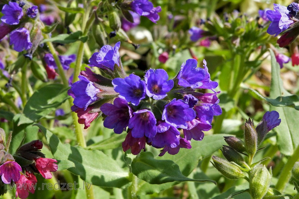 Pulmonaria 'Blue Ensign' in Botanical Garden of University of Latvia