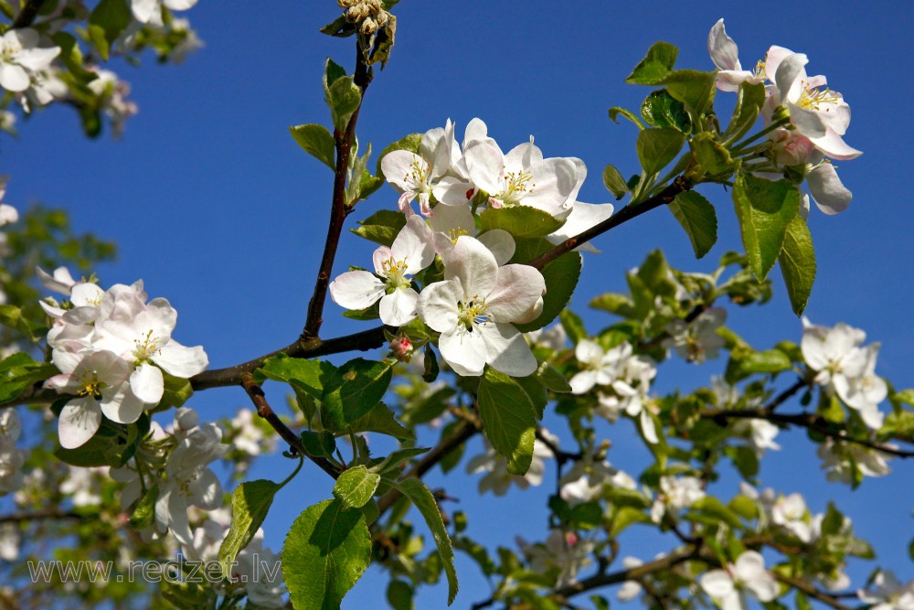 Apple tree flowers