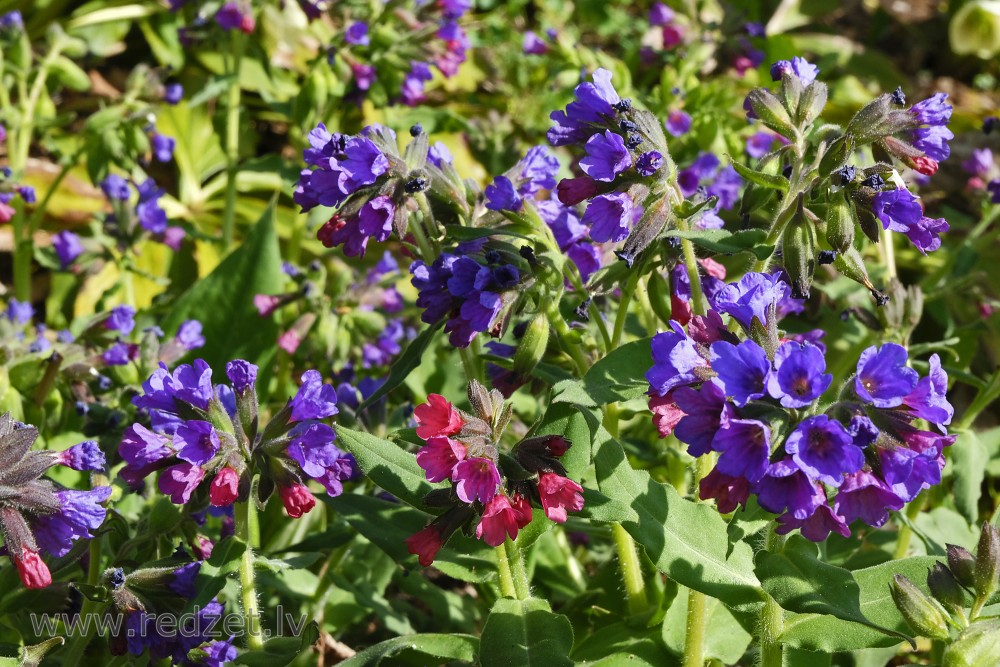 Pulmonaria 'Blue Ensign' in Botanical Garden of University of Latvia