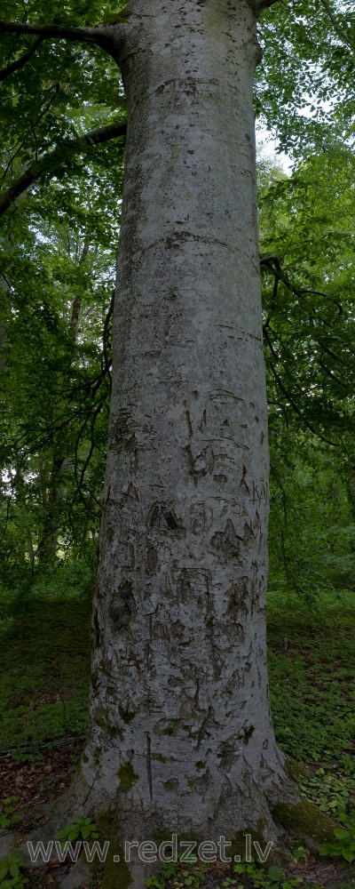 Common beech