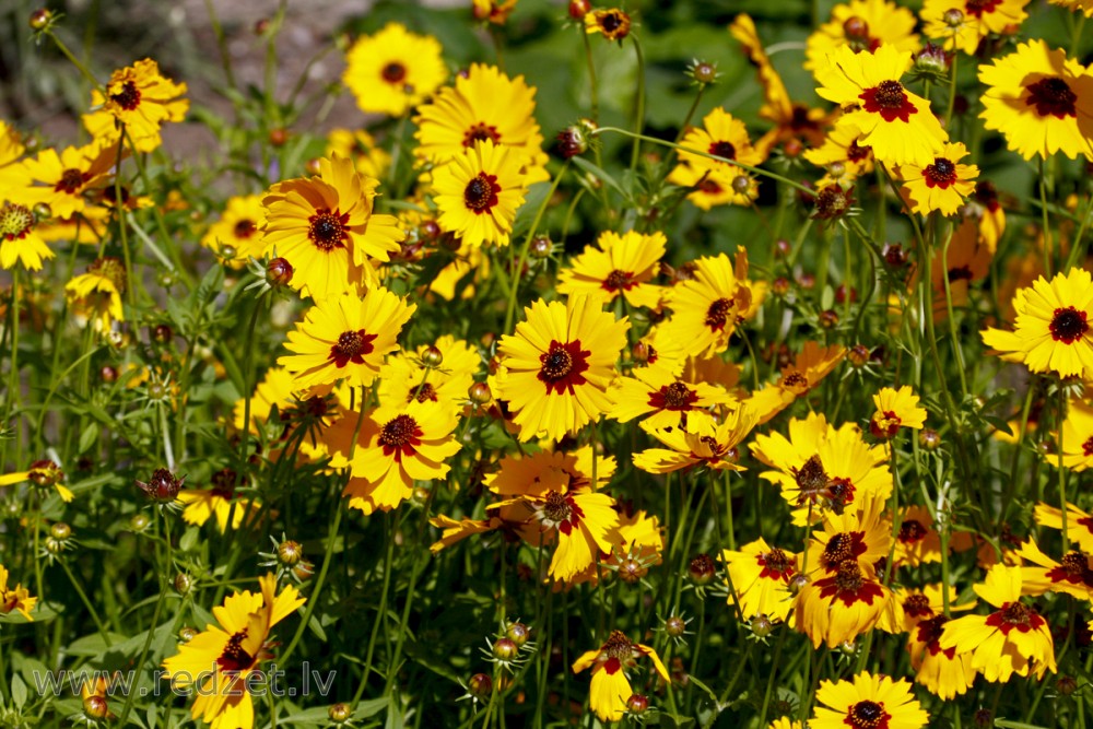 Krāsu brūnactiņa (Coreopsis tinctoria)