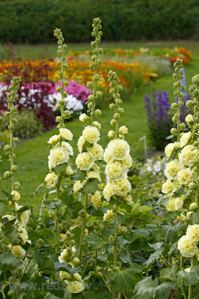 Parastā kāršroze (Alcea rosea)