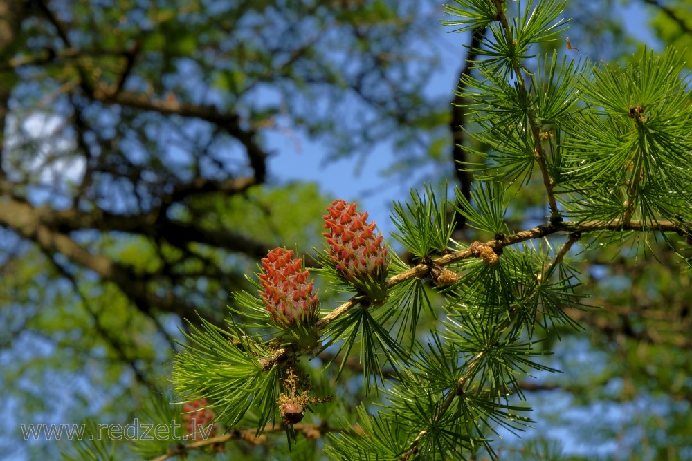 Larch Cones