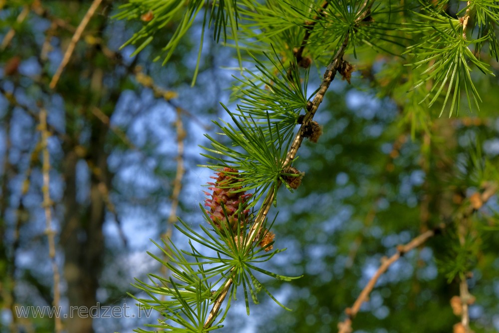 Larch Cone