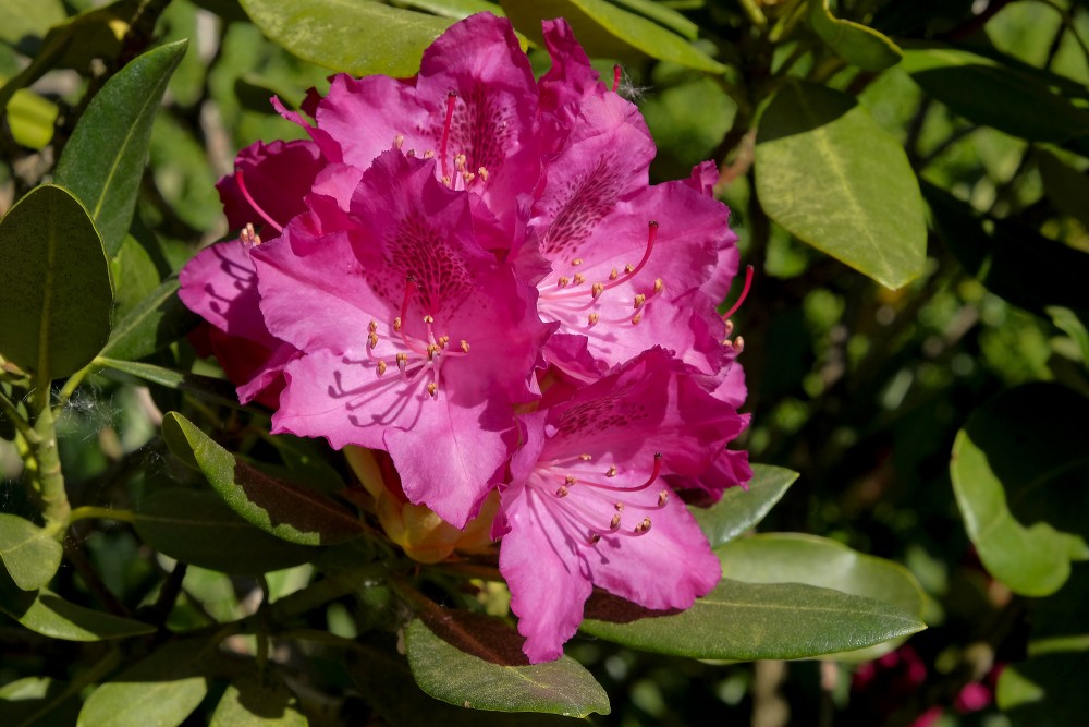 Red Rhododendron Flowers