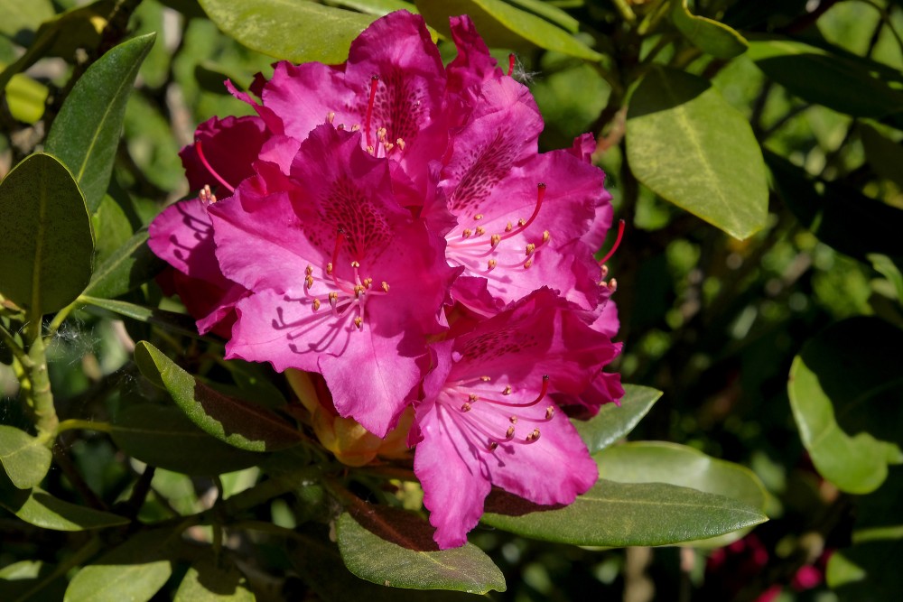 Sarkani Rododendra ziedi Sarkani Rododendra ziedi