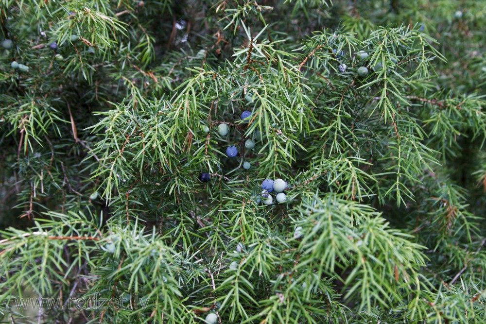 Juniperus communis berry