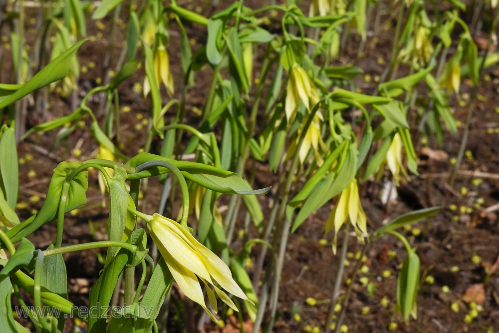 Large-flowered Bellwort or Merrybells