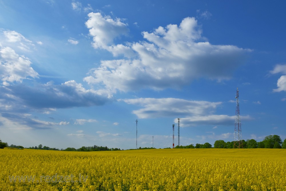 Flowering Rape Field and Cumulus Clouds