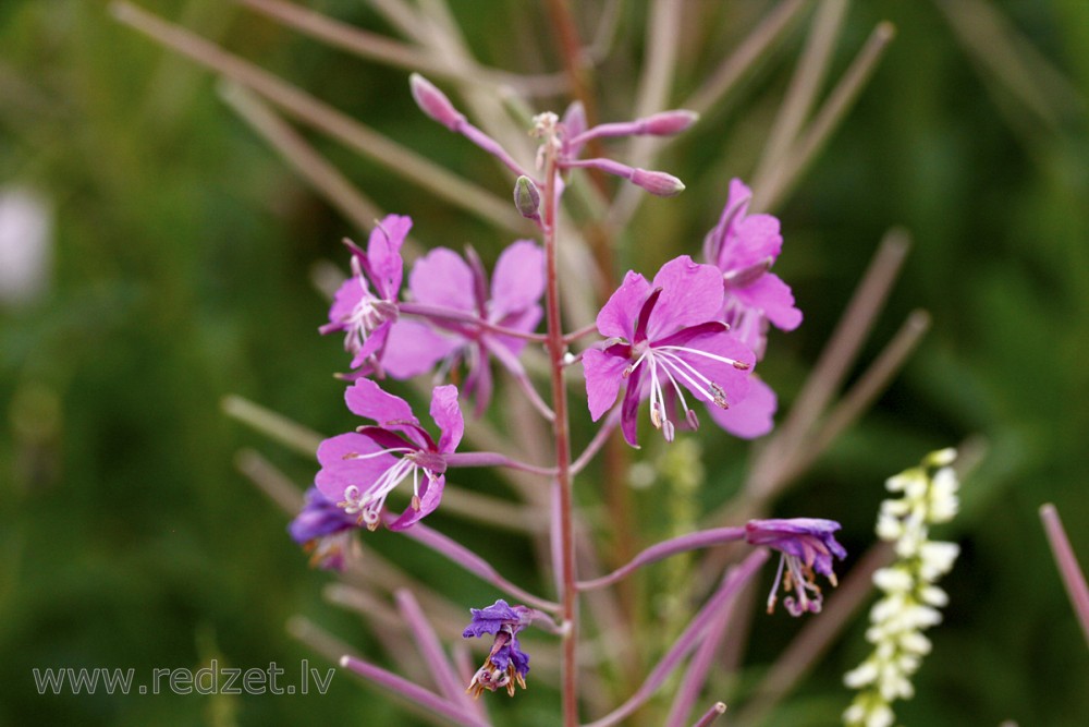Fireweed