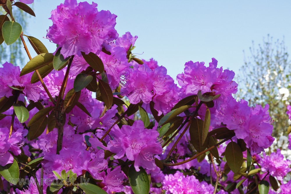 Mūžzaļo rododendru šķirne 'Peter John Mezitt'