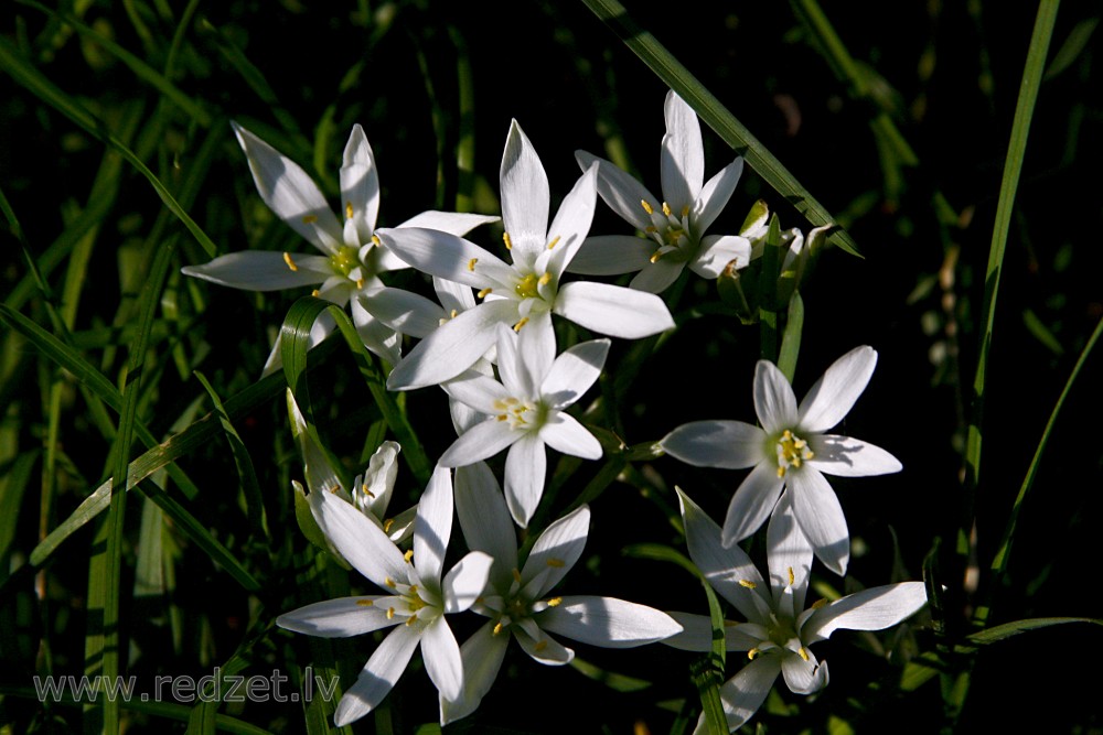 Garden star-of-Bethlehem Flowers