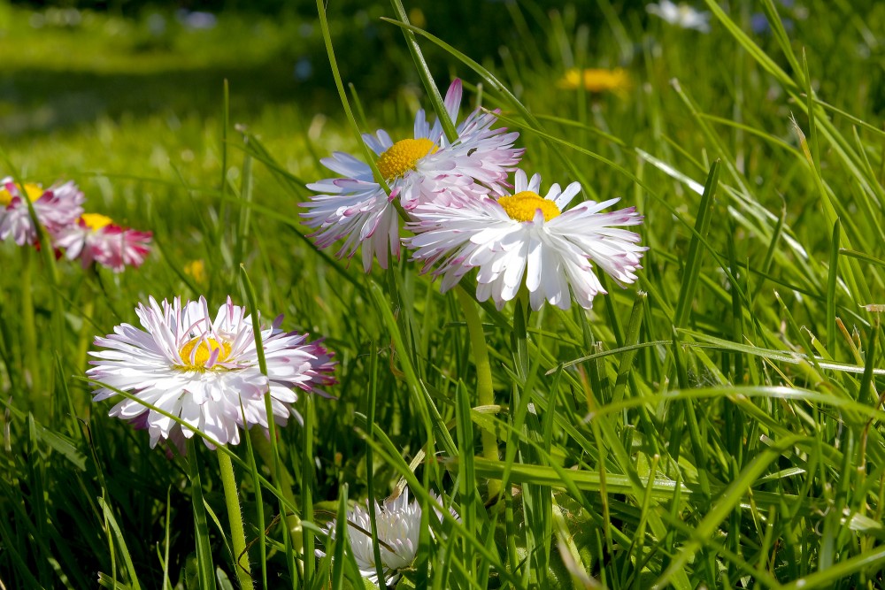 Ilggadīgās mārpuķītes ziedi Ilggadīgās mārpuķītes ziedi