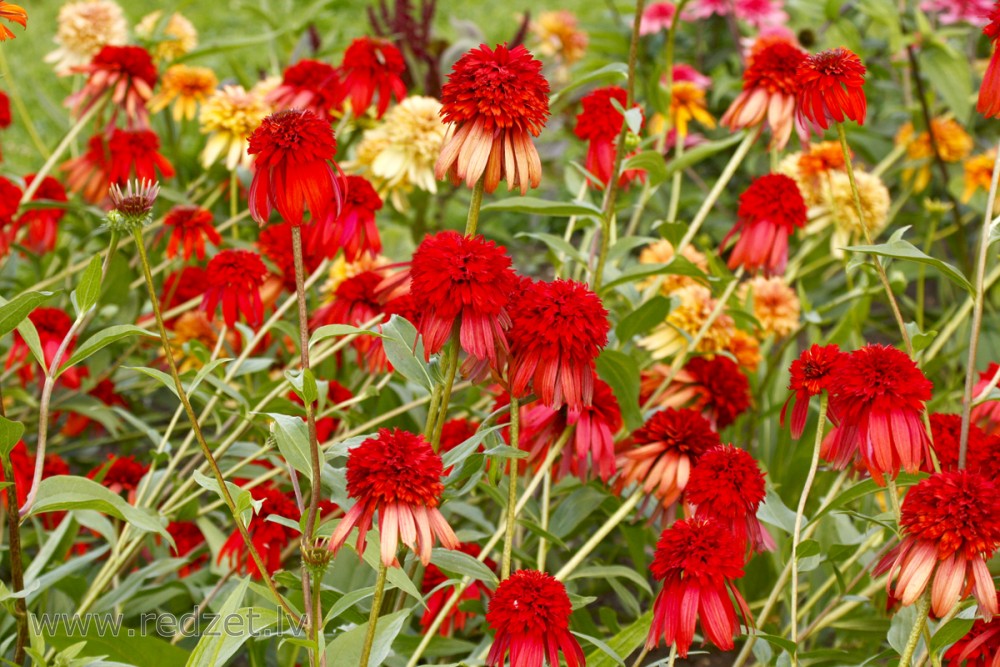 Ehinācija (Echinacea)
