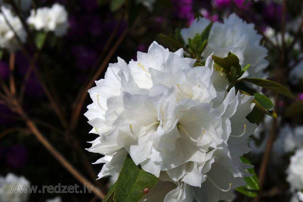 Rododendru šķirne 'April Snow'