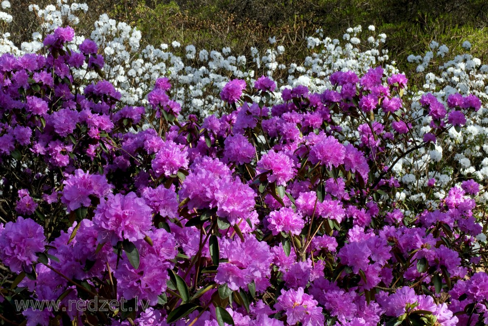 Rhododendrons 'Peter John Mezitt' and 'April Snow'