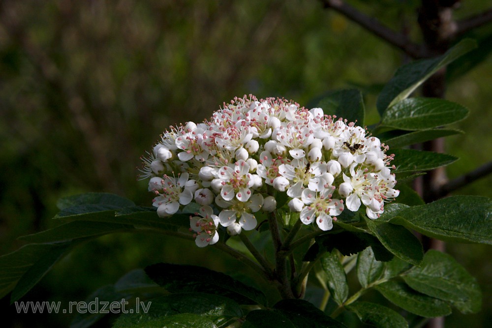Pīlādža (Sorbus) ziedi