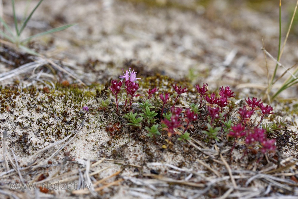 Elfin thyme