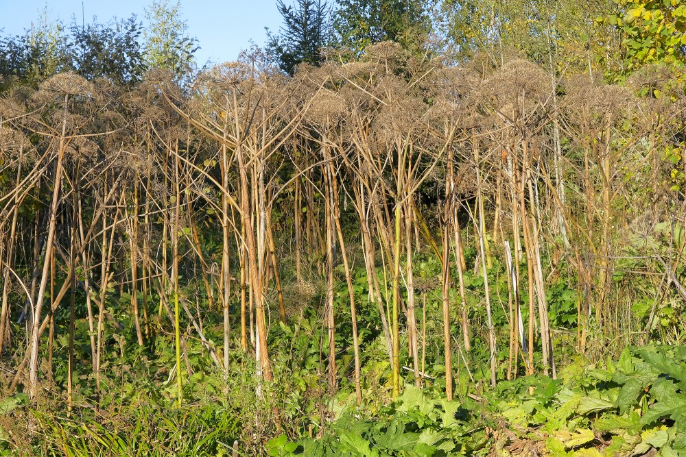 Nokaltuši latvāņi