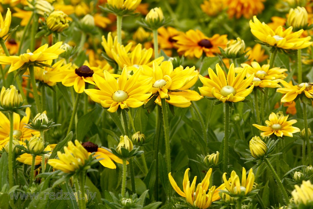 Rudbekijas (Rudbeckia)