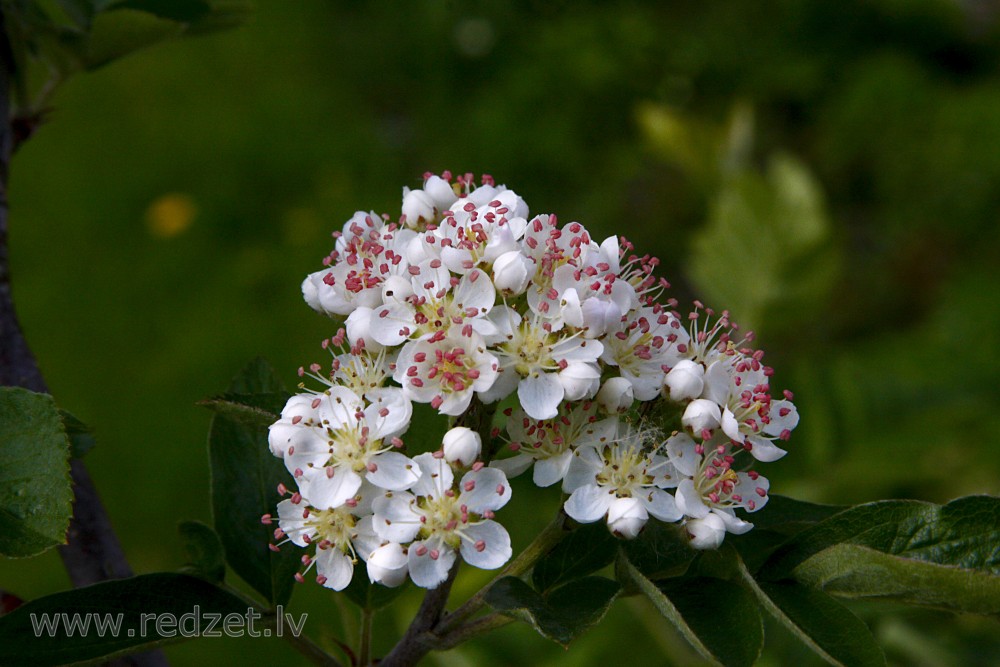 Pīlādža (Sorbus) ziedi