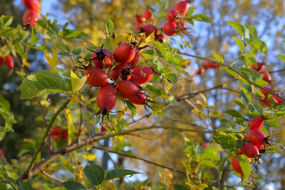 Mežrozīšu augļi
