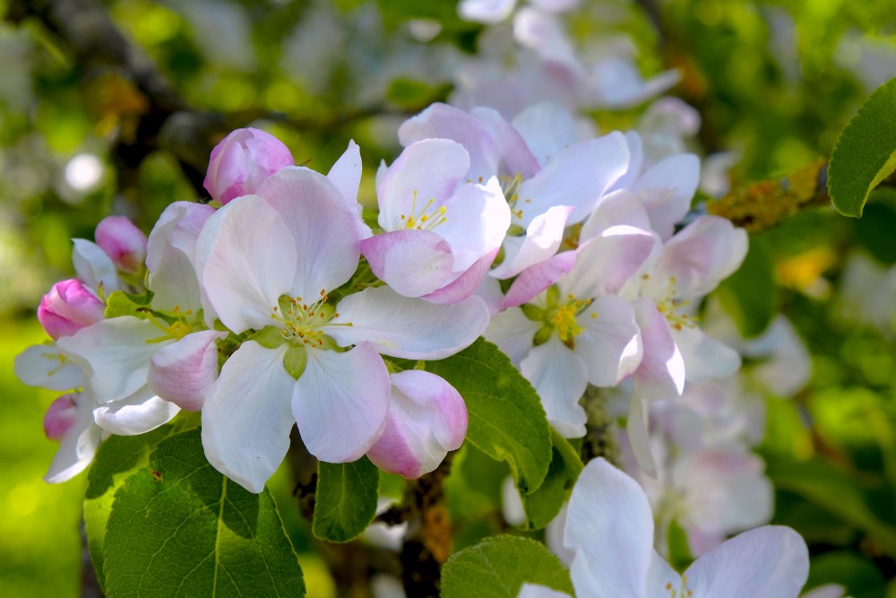 Ābeles ziedi tuvplānā