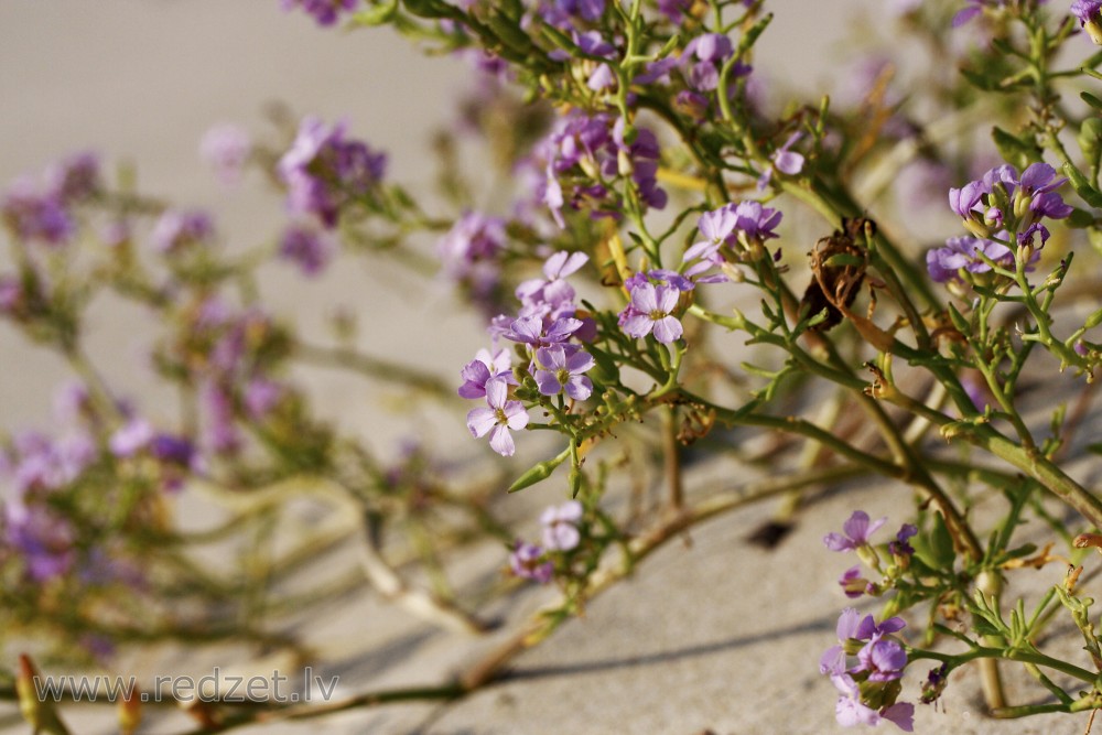 Sea Rocket