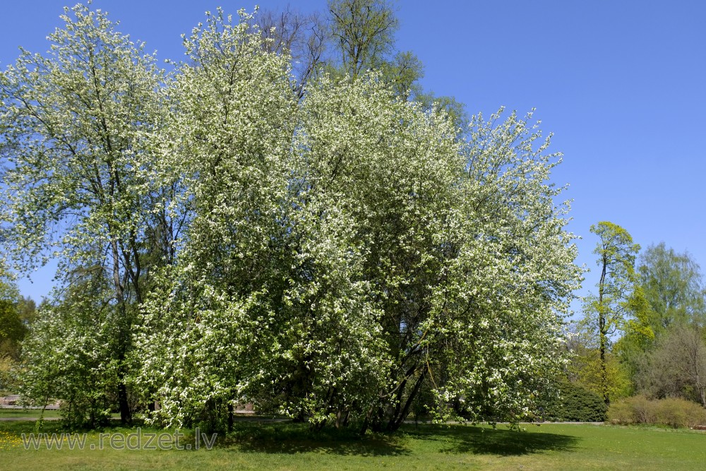 LU Botāniskā dārza ievas