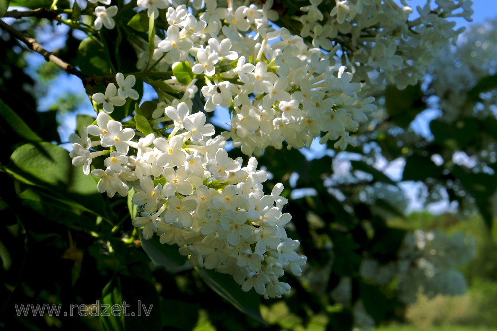 White Common lilac