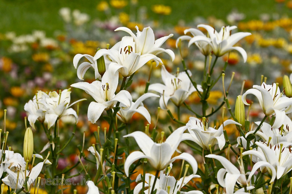 Lilijas (Lilium)