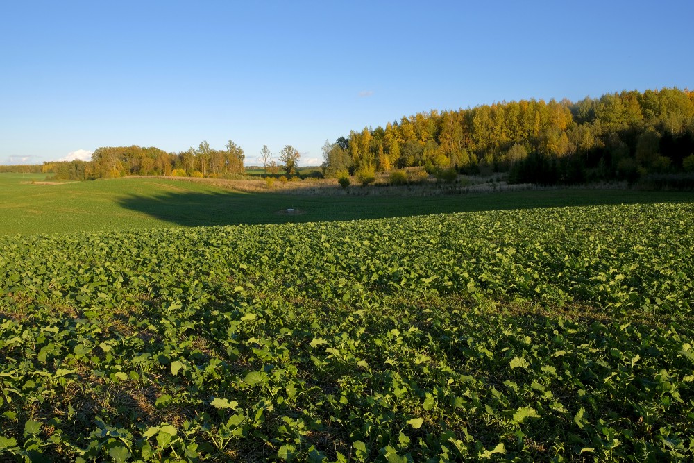 Winter Rape, Autumn Landscape