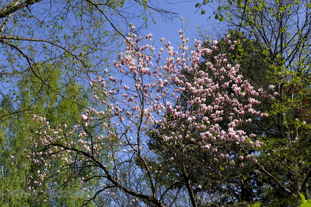 Saucer Magnolia in Botanical Garden of University of Latvia