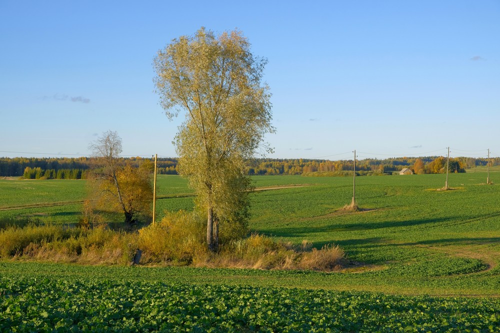 Winter Rape, Autumn Landscape