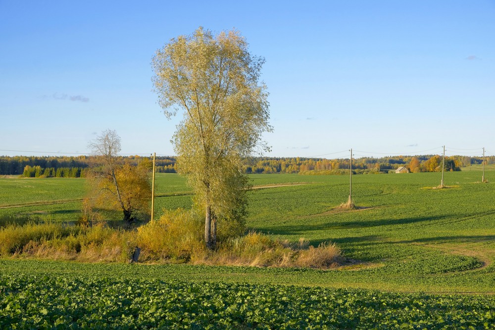 Ziemas rapsis, rudens ainava