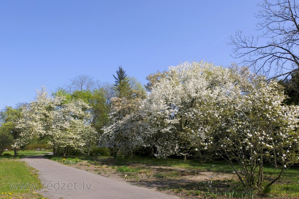 Zied magnolijas LU Botāniskajā dārzā