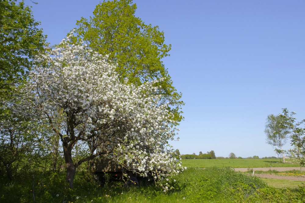 Ainava ar ziedošu ābeli