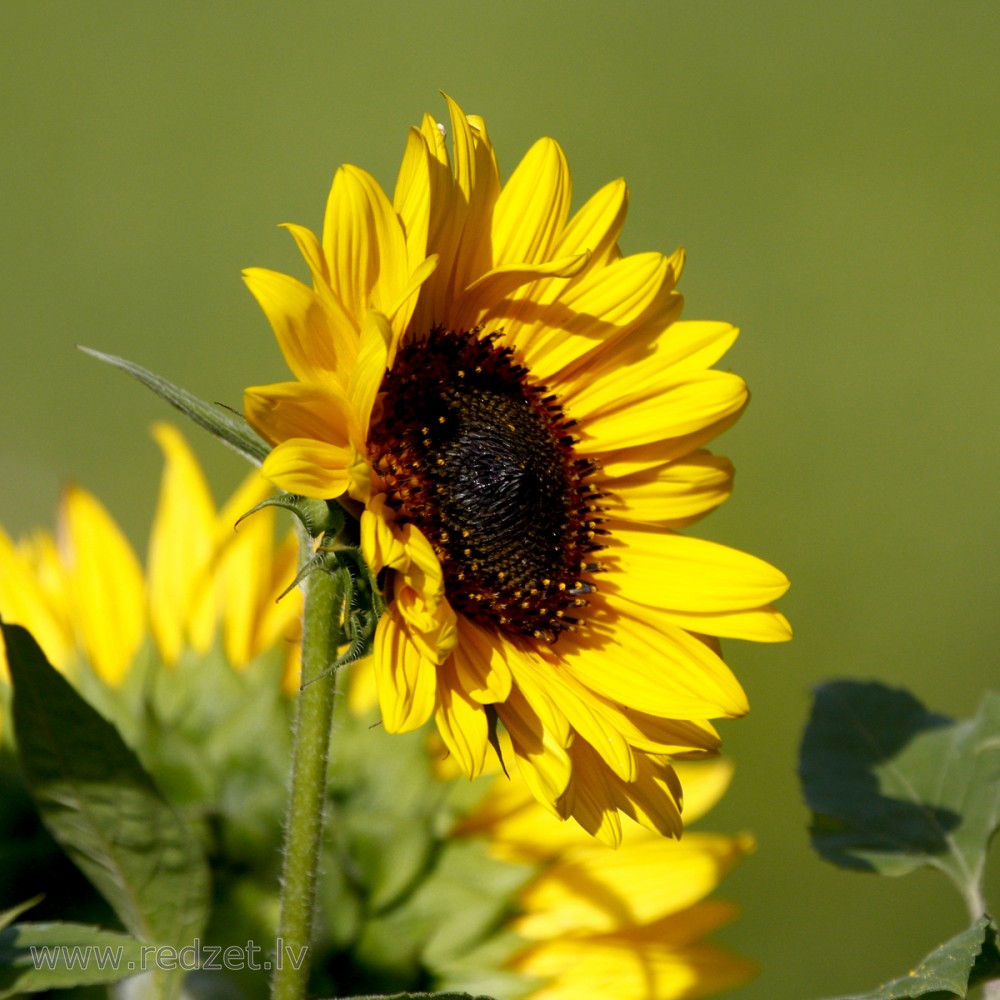 Saulespuķe (Helianthus annuus)