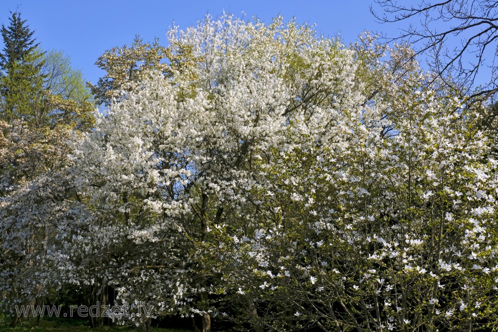 Beauty of Magnolias at Botanical Garden of University of Latvia