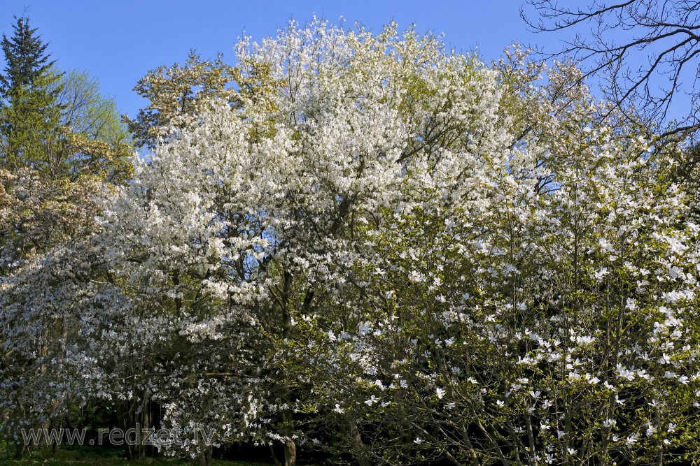 Magnoliju krāšņums LU Botāniskajā dārzā