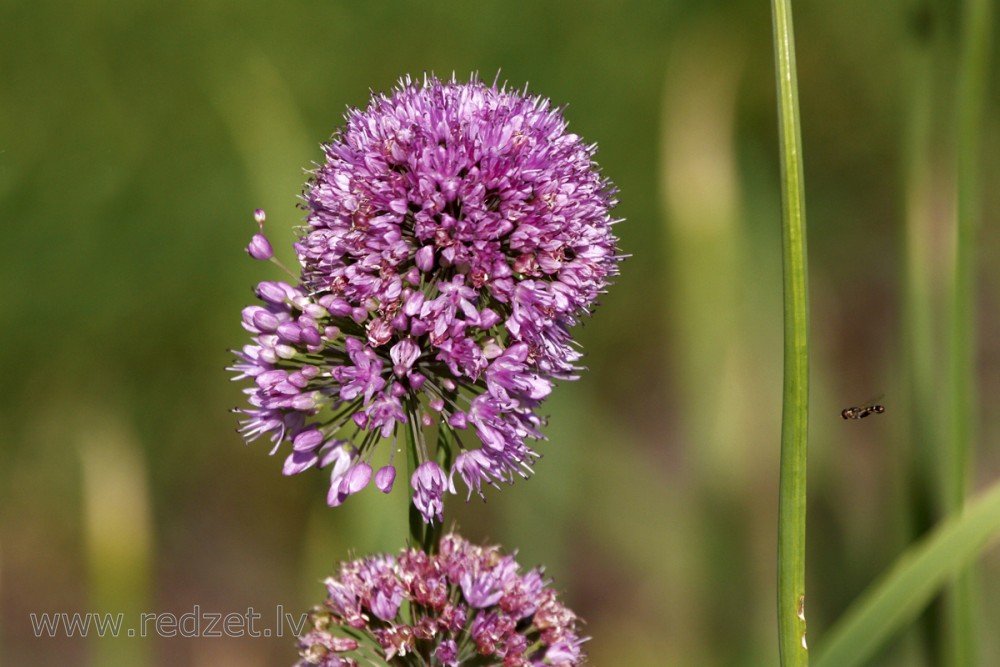 Sīpols (augu) (Allium)