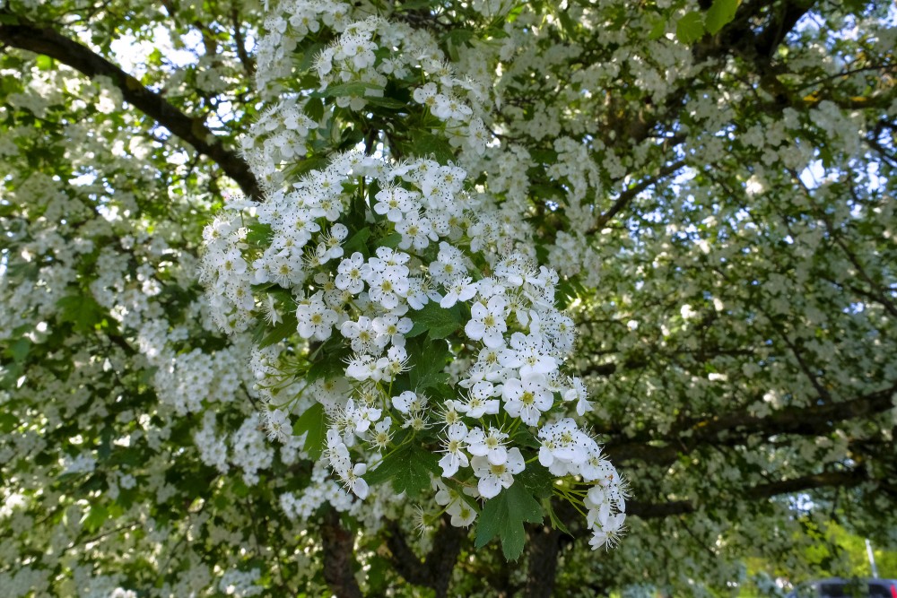 Divirbuļu vilkābeles ziedi