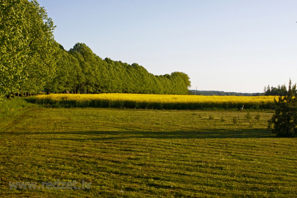 Rural landscape, Latvia
