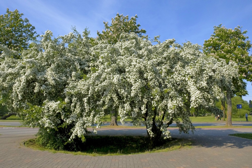 Ziedošas divirbuļu vilkābeles